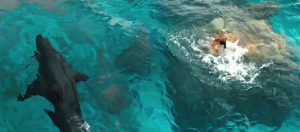 the shallows shark movie review