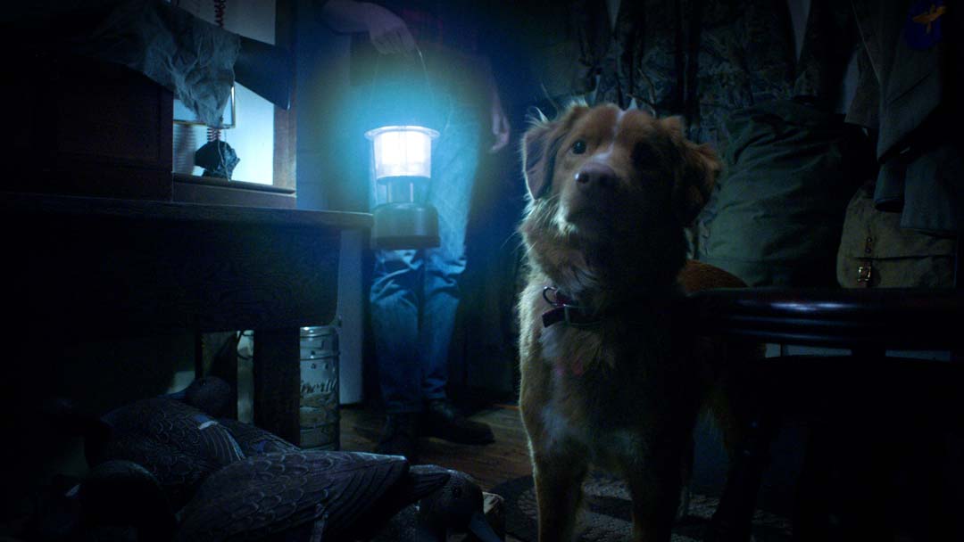 Good Boy (2025) – Review | Canine-Led Supernatural Thriller