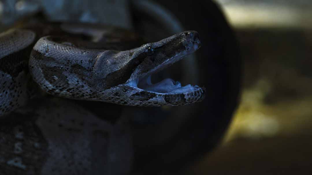 Nightmares of Nature: Lost in the Jungle – Review | Netflix Docuseries